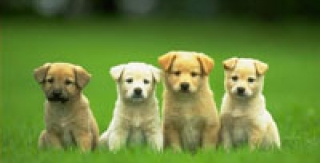 Làm gì khi trẻ bị chó cắn?