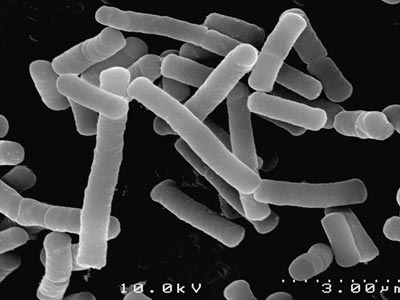 lactobacillus
