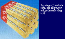 nhay-cam-rang-ava